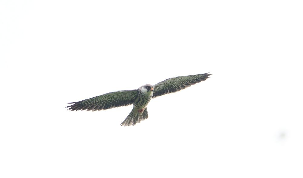 An Amur falcon in flight in Pangti Village under Wokha district. (Morung file Photo)